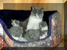 Brontes kittens 20040418 001.jpg (113207 bytes)