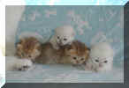 jades kittens 20040402 006.jpg (106171 bytes)